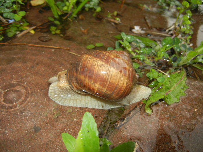 Garden Snail. Melc (2016, April 20) - SNAILS_Melci