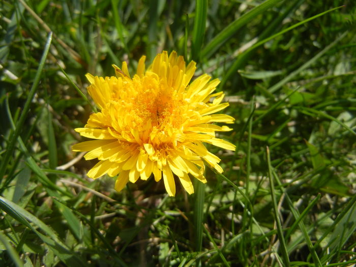 Taraxacum officinale (2016, April 01)