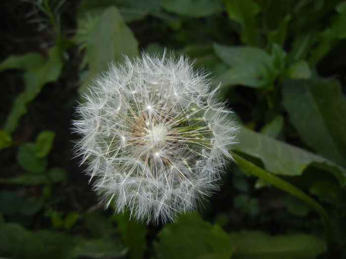 Taraxacum officinale (2016, April 13) - Taraxacum officinale_Dandelion