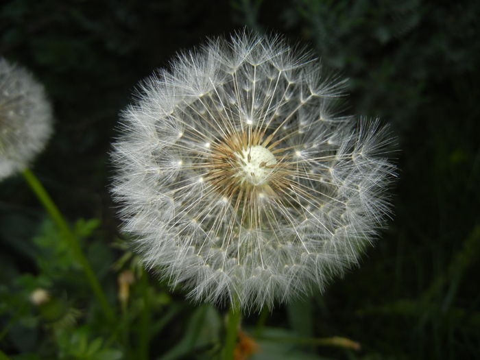 Taraxacum officinale (2016, April 17) - Taraxacum officinale_Dandelion