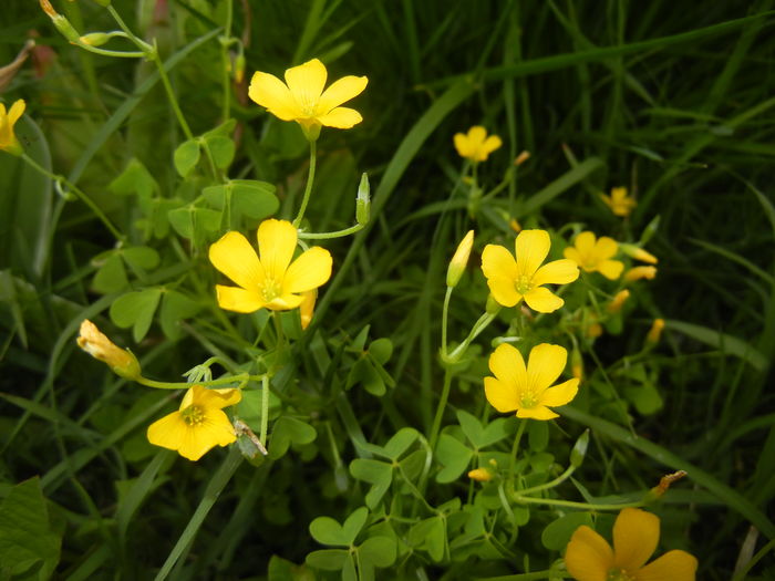 Oxalis stricta (2016, May 06)