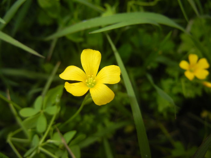 Oxalis stricta (2016, May 06)