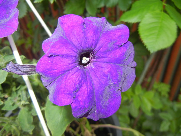 Purple Petunia (2016, May 06) - PETUNIA Simple