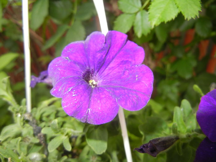 Purple Petunia (2016, May 06) - PETUNIA Simple
