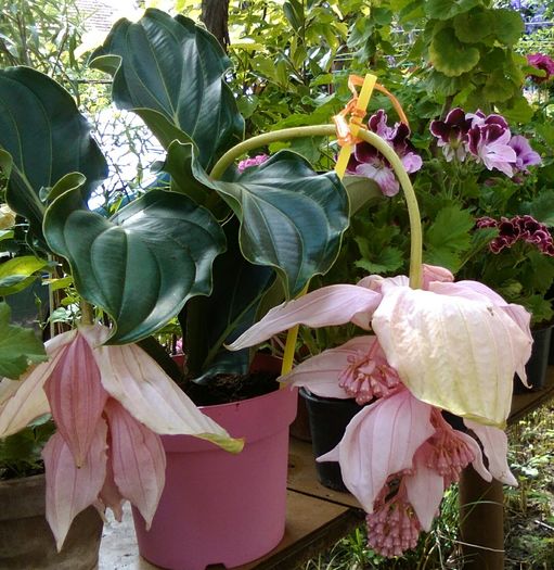 IMG_20160607_152233 - Medinilla magnifica