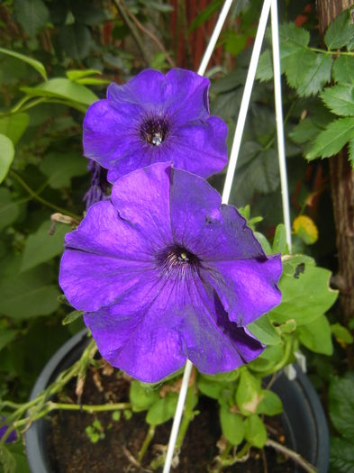 Purple Petunia (2016, May 21) - PETUNIA Simple