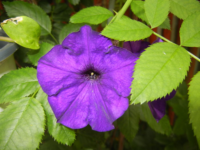 Purple Petunia (2016, May 21) - PETUNIA Simple