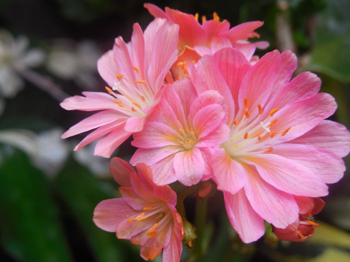 DSCN0765 - diverse_floricele