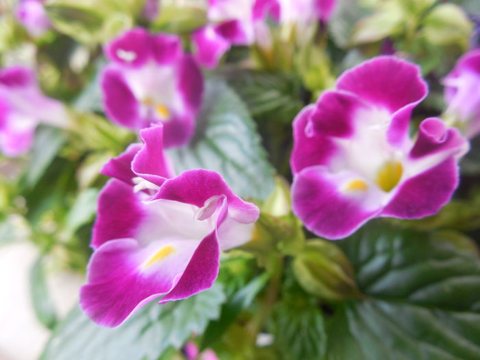 DSCN0760 - diverse_floricele