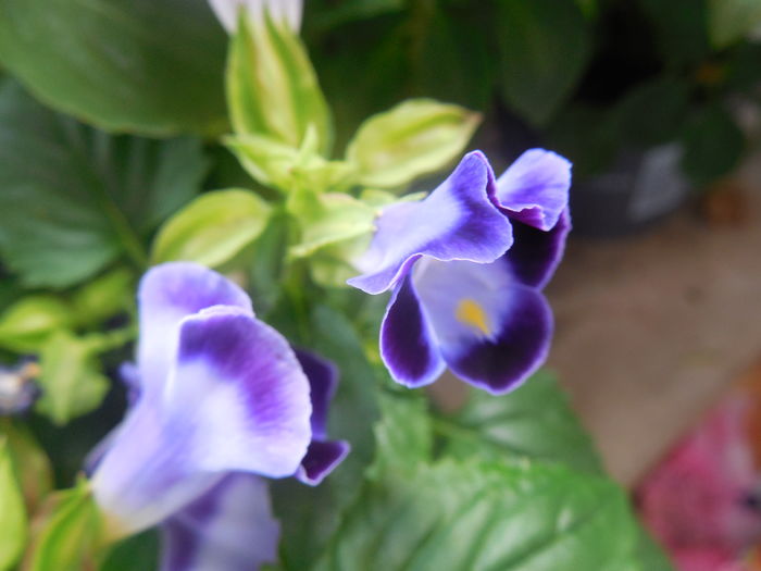 Torenia - diverse_floricele