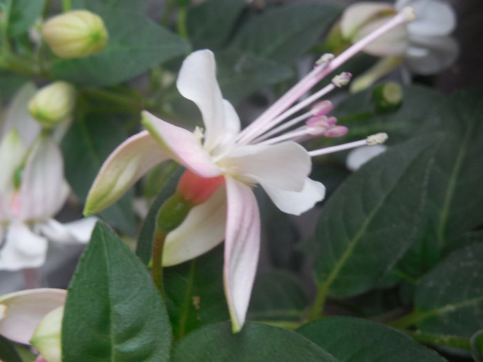 DSCN0768 - diverse_floricele