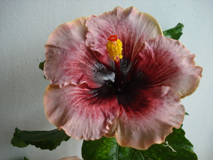 DSC05687 - Hibiscus Plumm Pizzaz