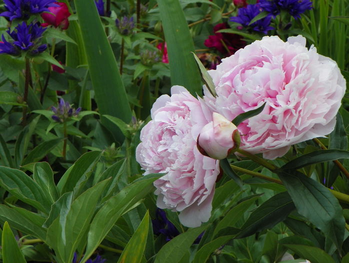 Sarah Bernhardt