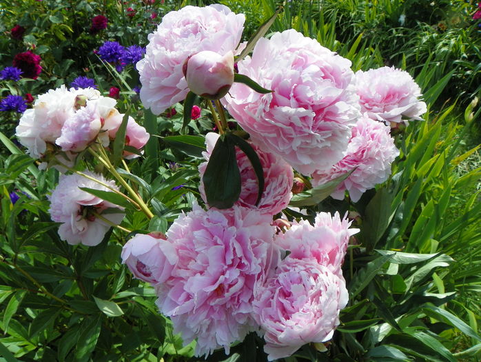 Sarah Bernhardt