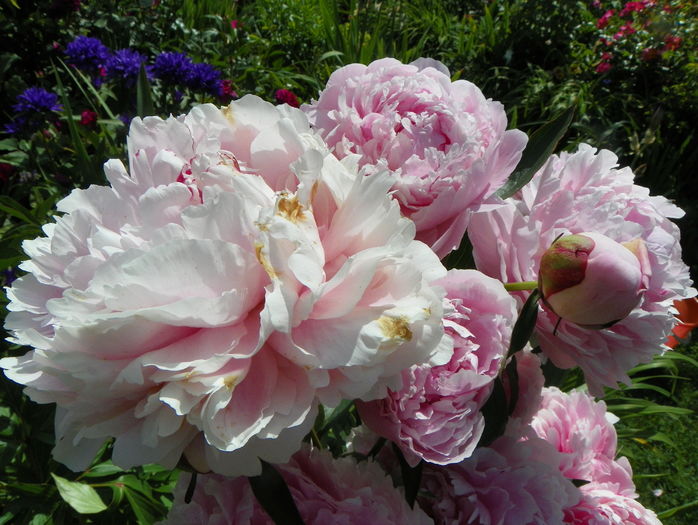 Sarah Bernhardt