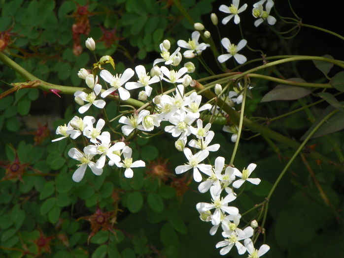 clematis recta purpurea - Clematite 2016