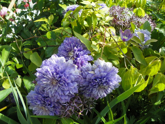 Blue Light - Clematite 2016