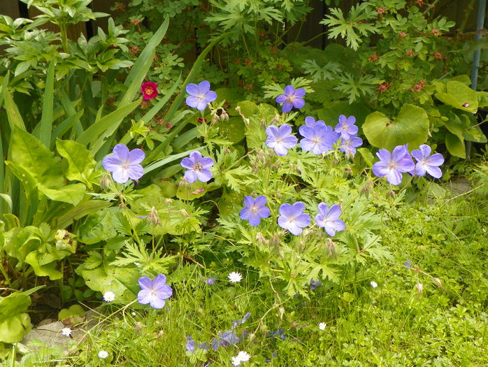 Johnson's blue