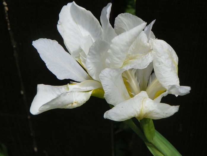 sibirica White Swirl