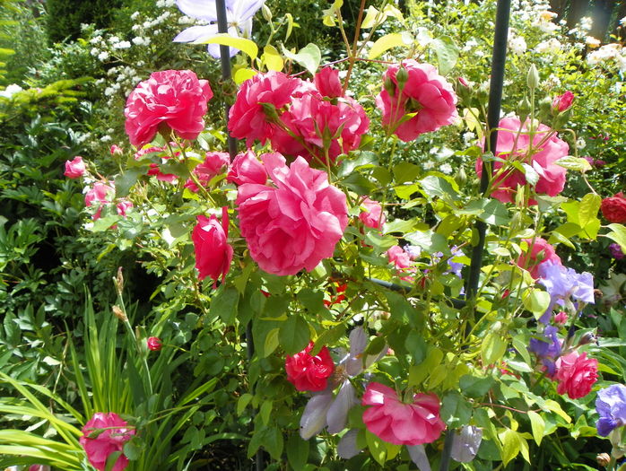 Rosarium Uetersen