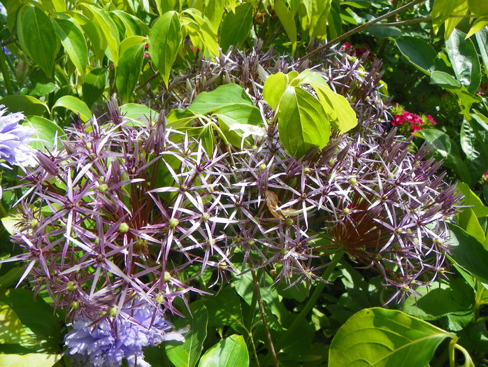 allium albopilosum - Vara 2016