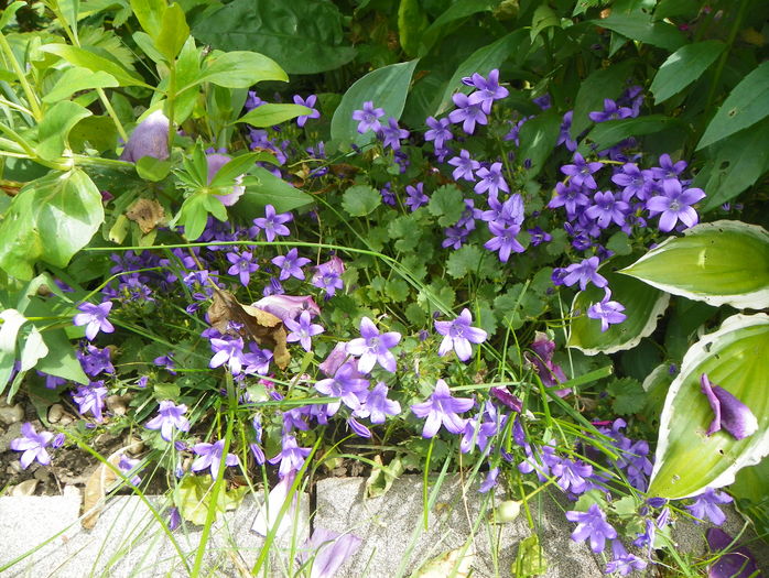 campanula carpatica