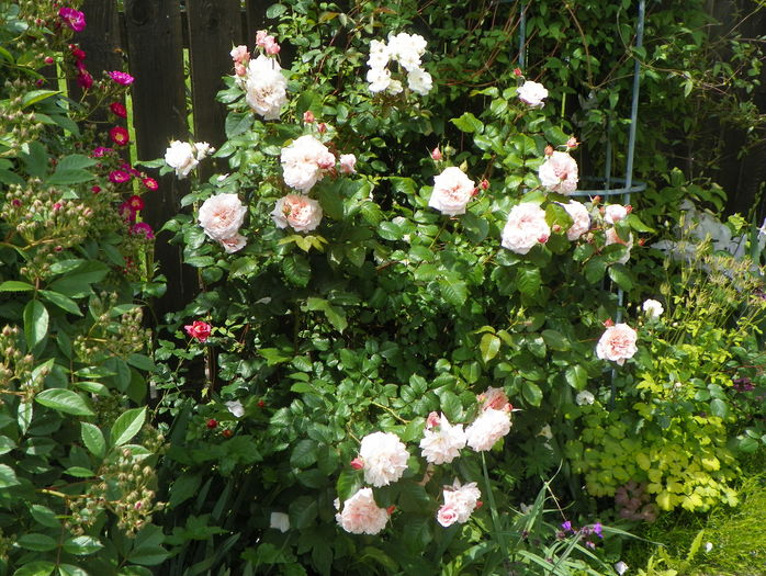 Rose de Tolbiac