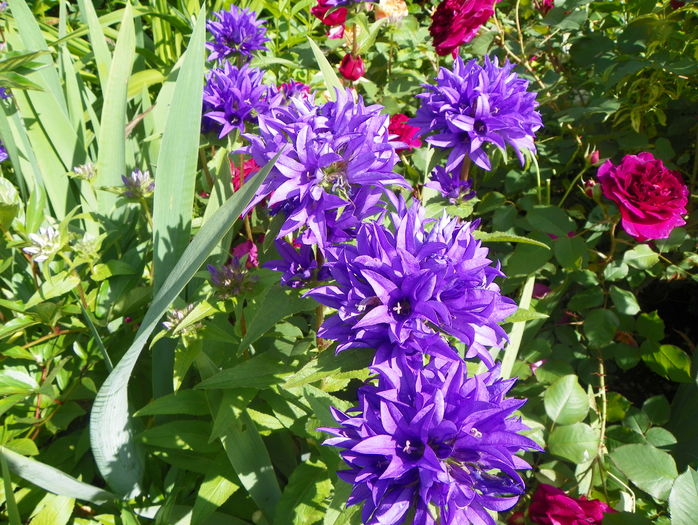 campanula glomerata - Vara 2016