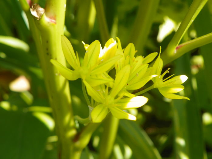 allium Molly - Vara 2016
