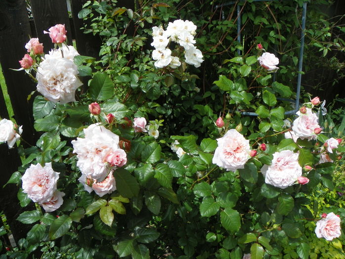 Rose de Tolbiac