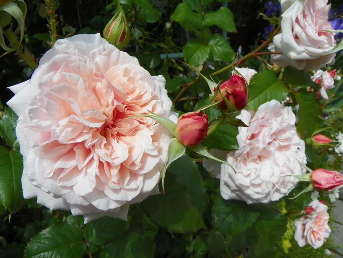 Rose de Tolbiac