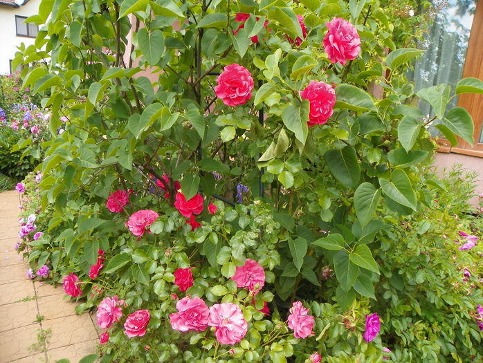 Rosarium Uetersen - Trandafiri 2016 - 1