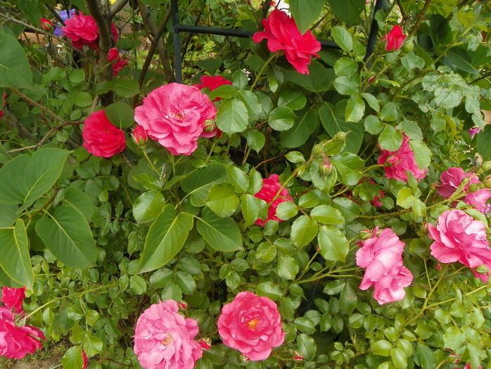Rosarium Uetersen - Trandafiri 2016 - 1