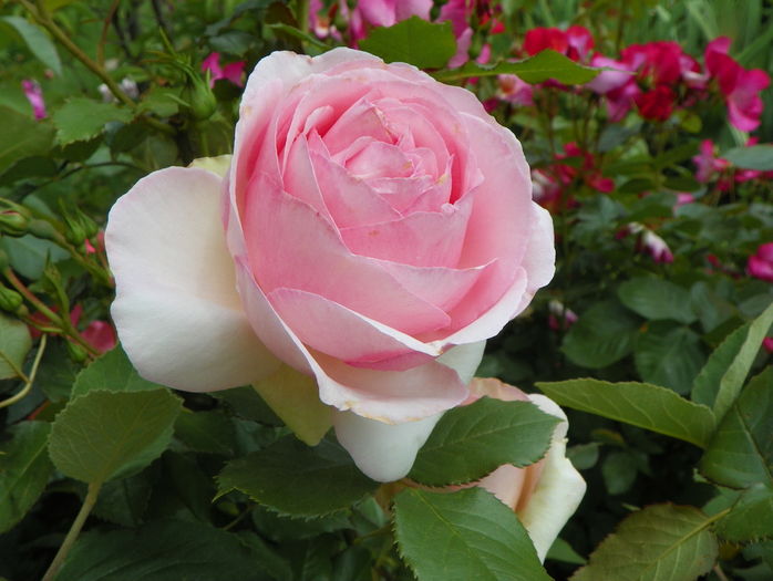 Eden Rose - Trandafiri 2016 - 1