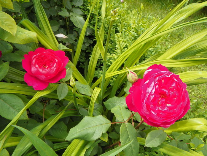 Benjamin Britten