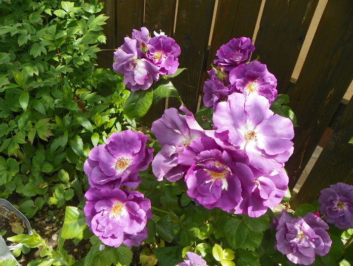 Rhapsody in Blue