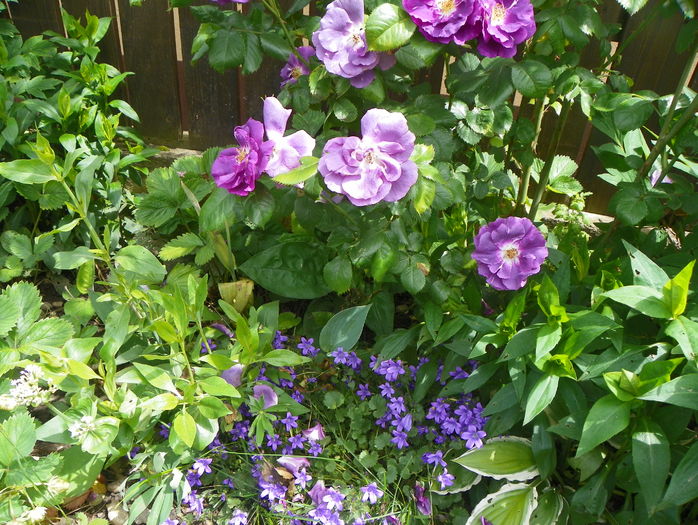 Rhapsody in Blue
