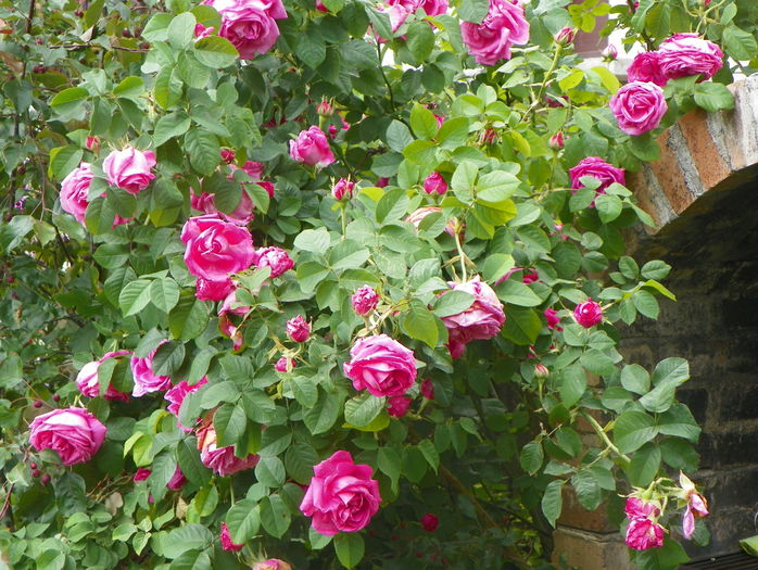 Futtacker Schlingrose