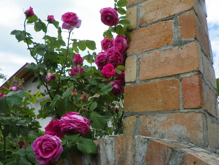 Futtacker Schlingrose