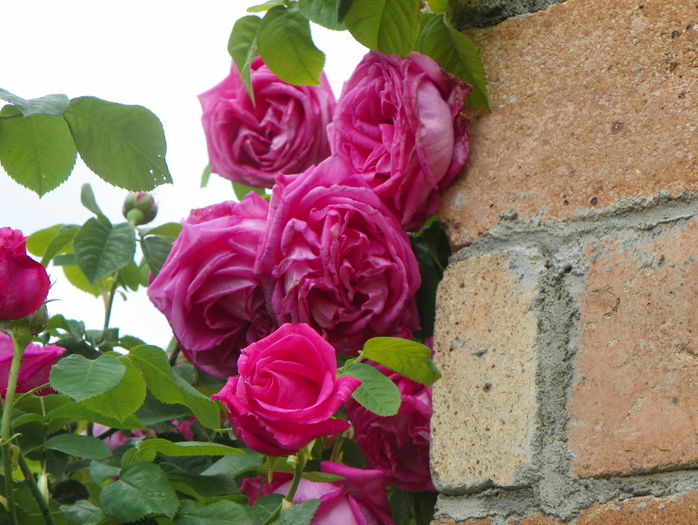 Futtacker Schlingrose