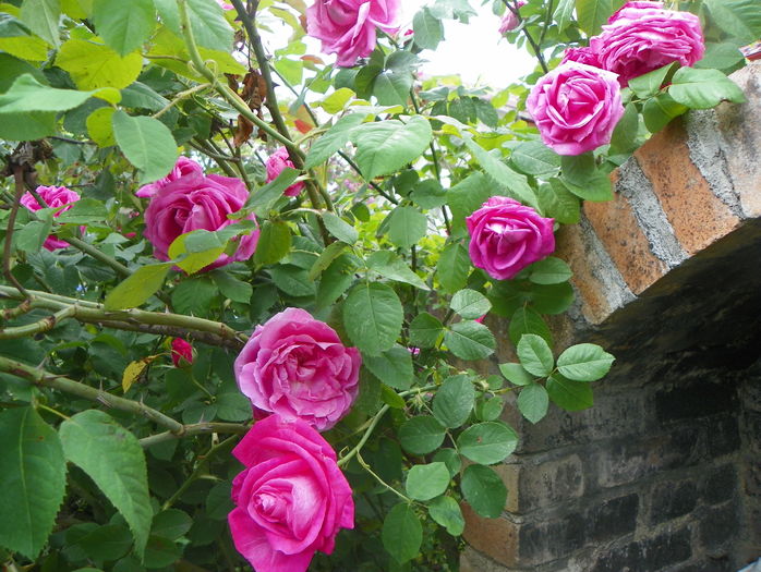 Futtacker Schlingrose
