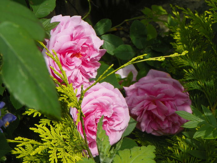 Gertrude Jekyll