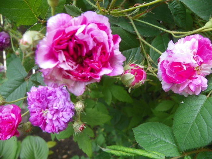 Russelliana