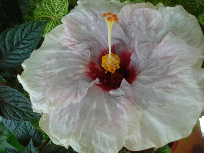 DSC05714 - HIBISCUS 2016
