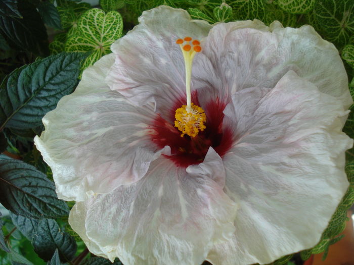 DSC05715 - HIBISCUS 2016