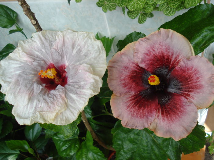 DSC05701 - HIBISCUS 2016