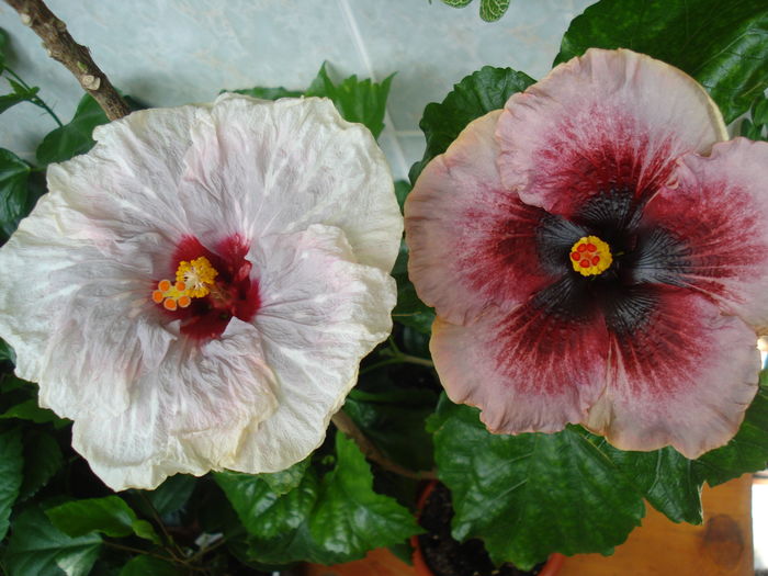 DSC05712 - HIBISCUS 2016