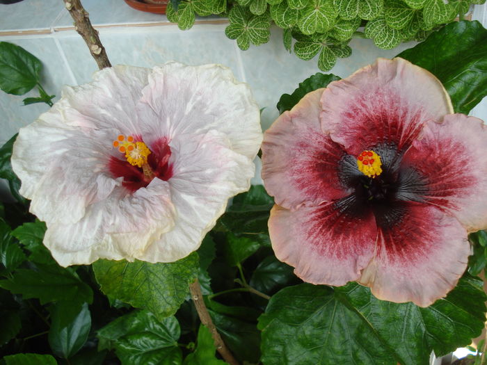 DSC05710 - HIBISCUS 2016
