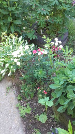 20160608_095302 - Flori 2016