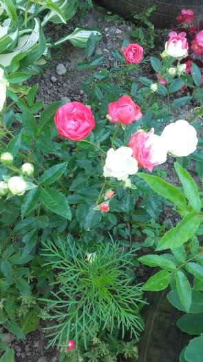 20160608_095309 - Flori 2016